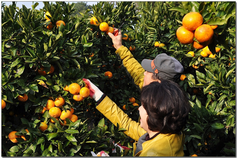 감귤따기 체험.jpg