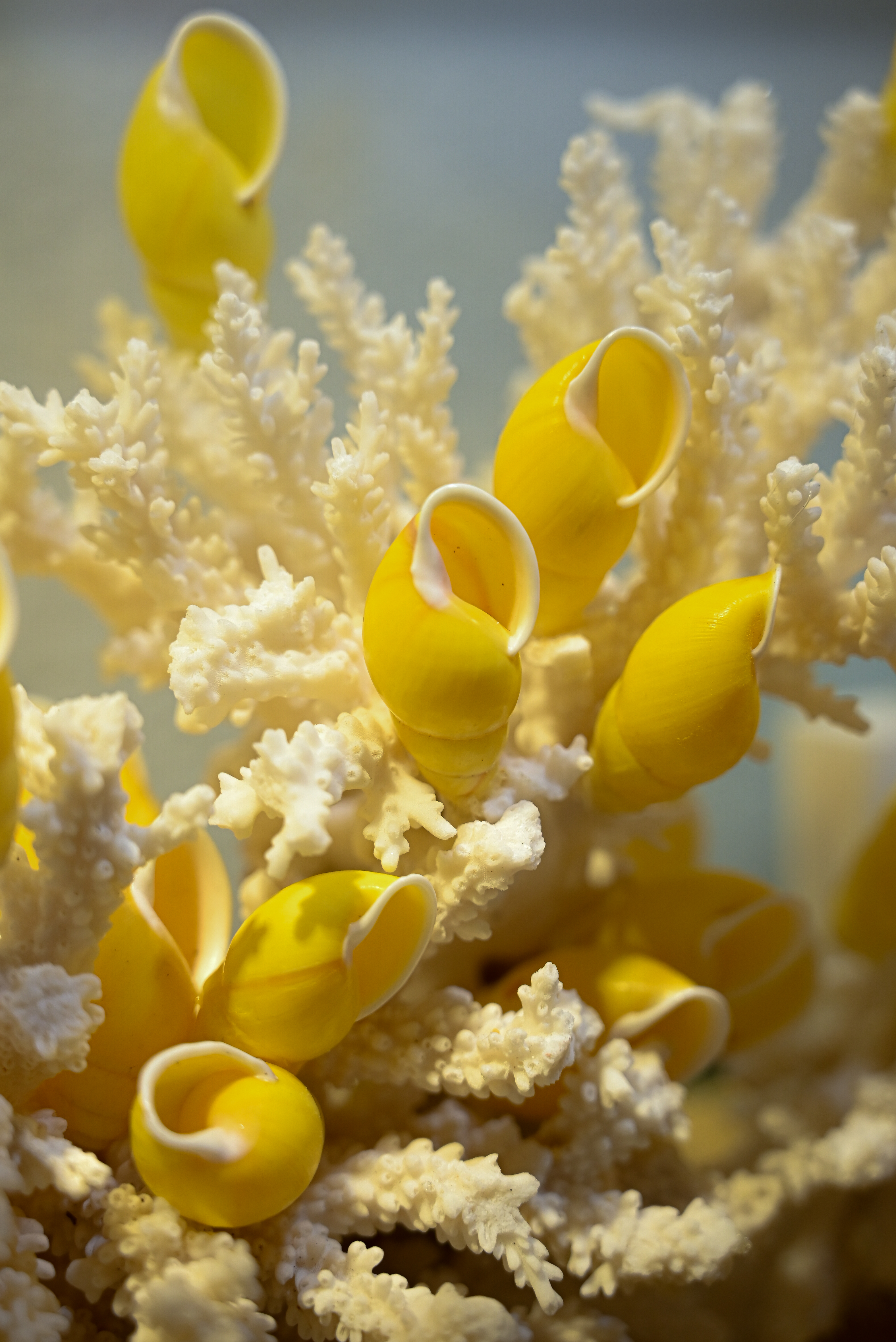 조가비박물관 1