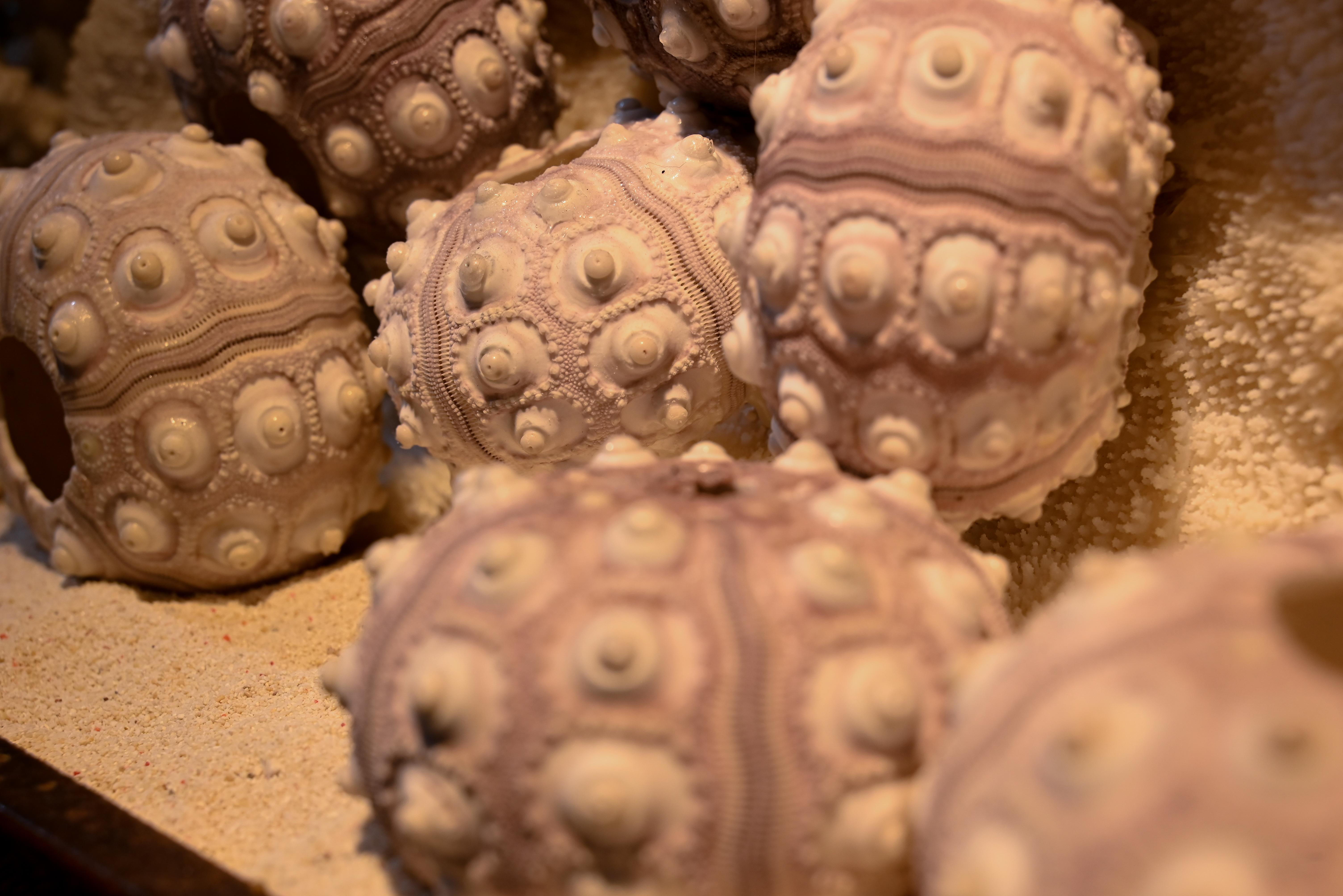 조가비박물관 2