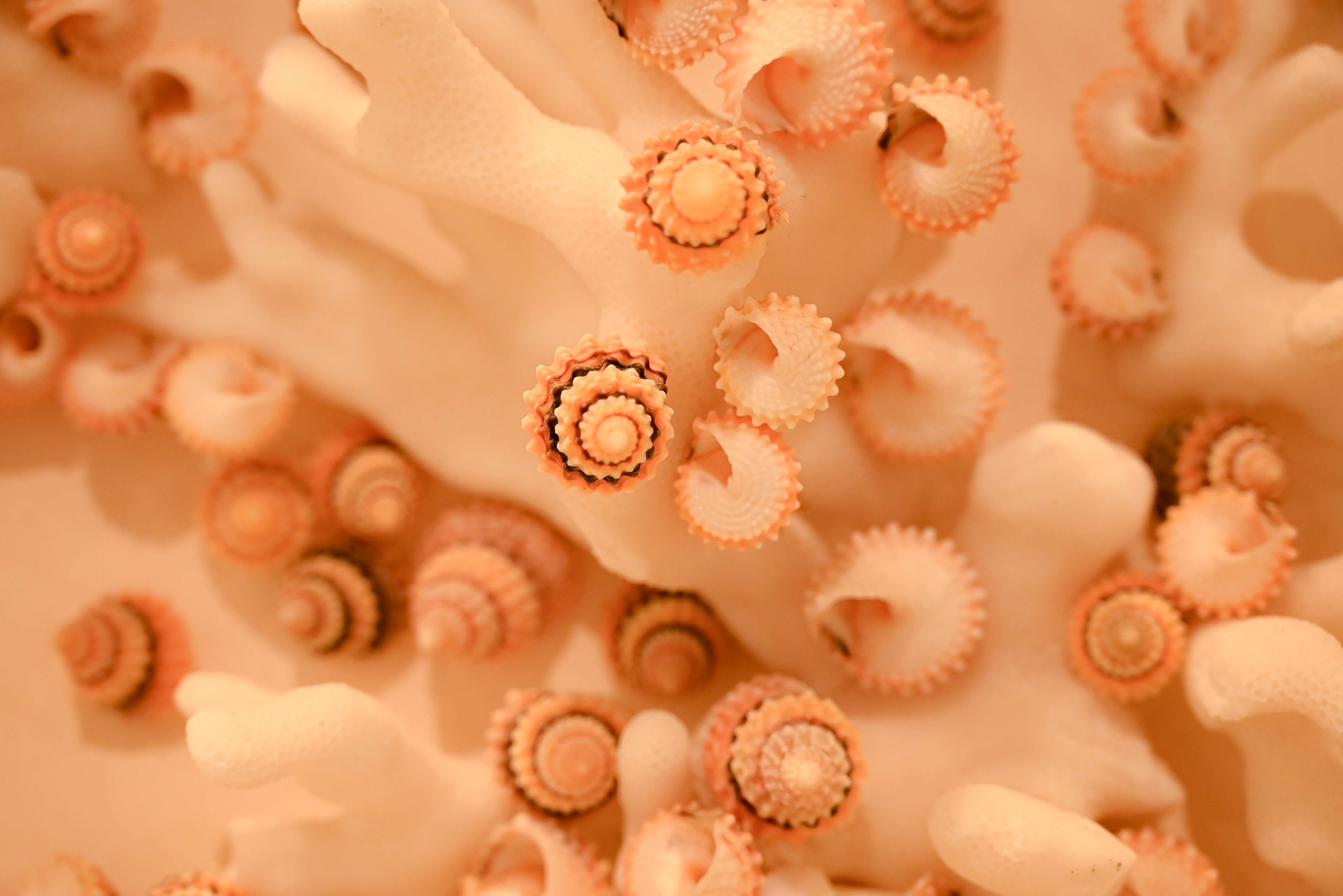 조가비박물관 8