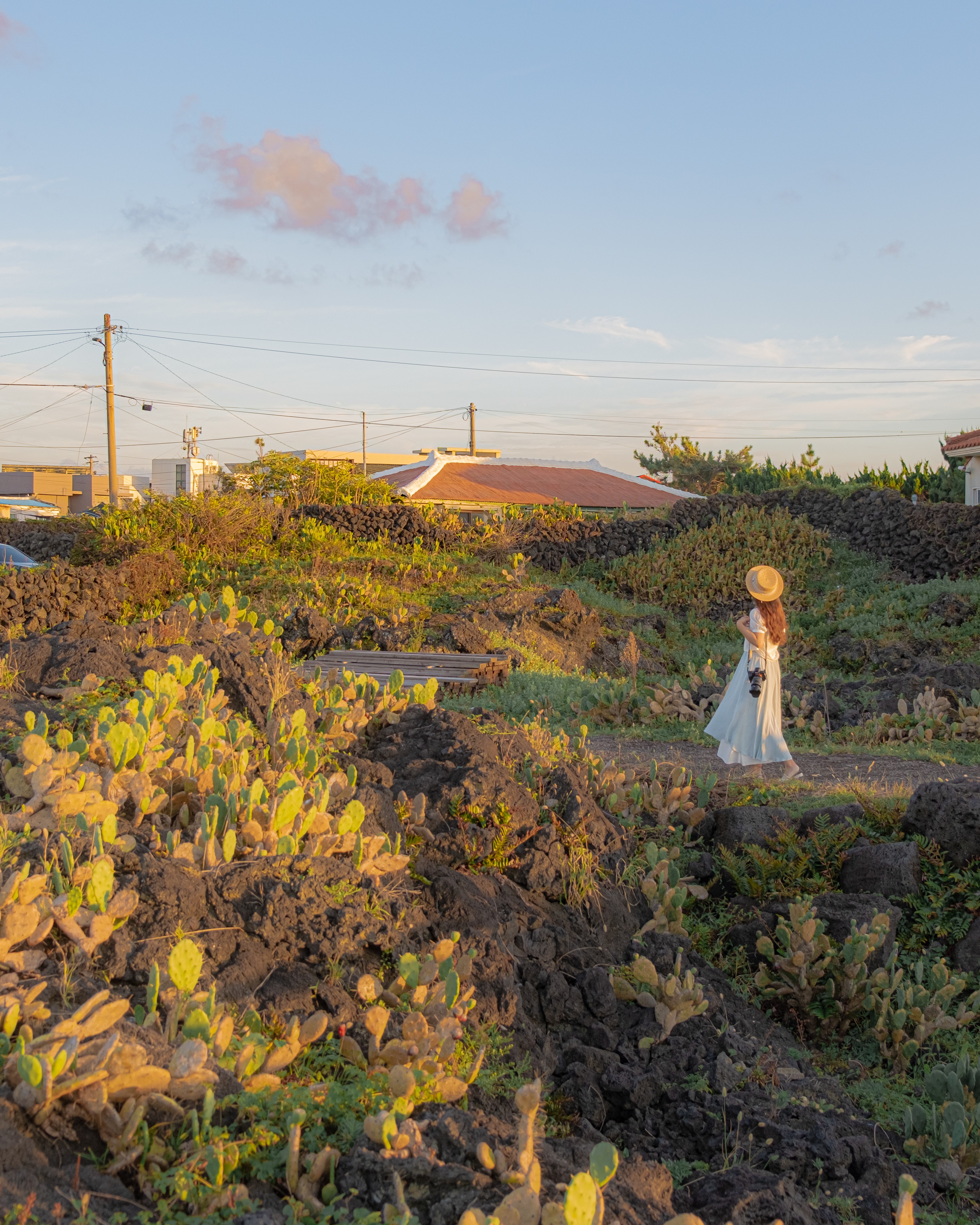 월령리선인장군락 5
