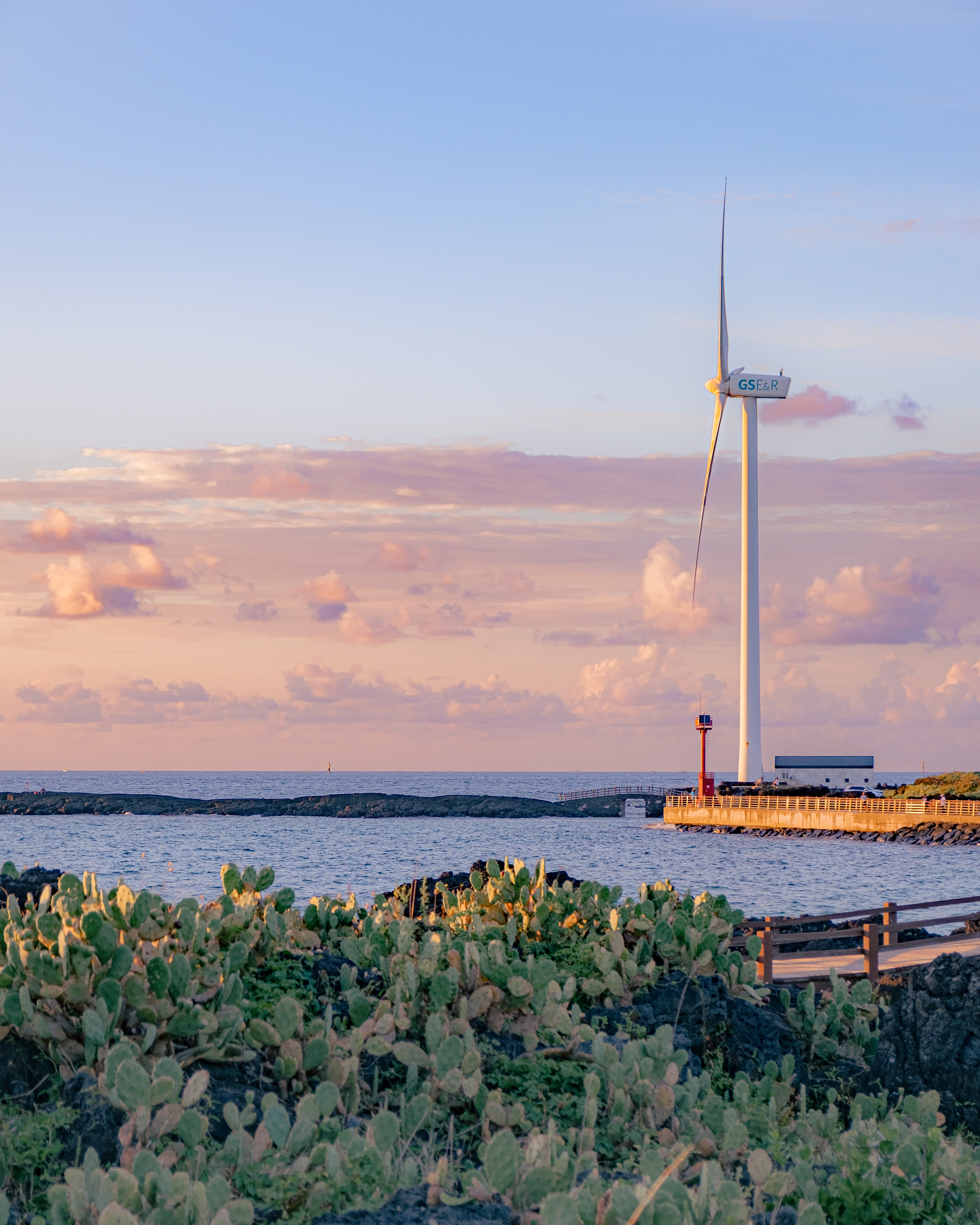 월령리선인장군락 6