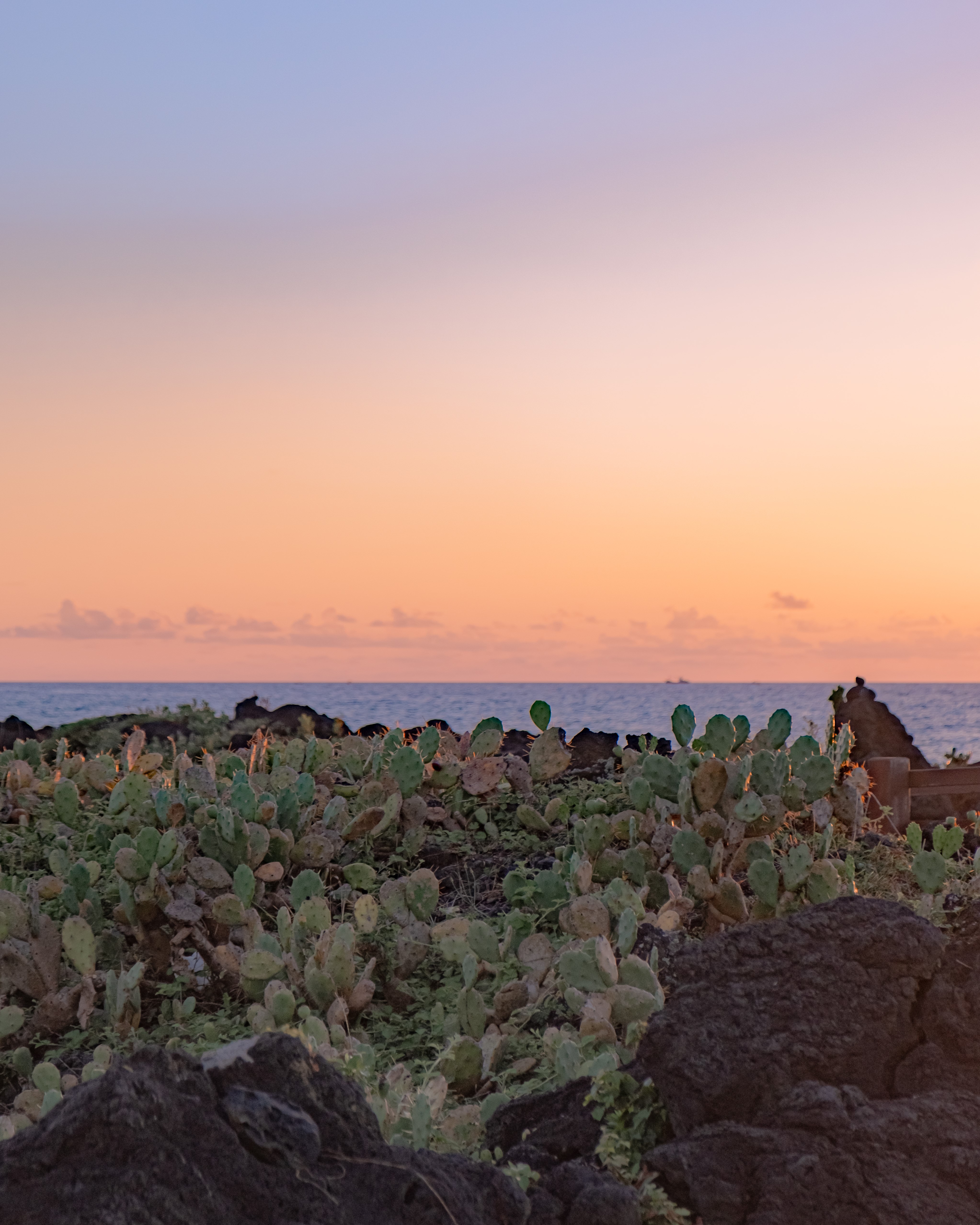 월령리선인장군락 8