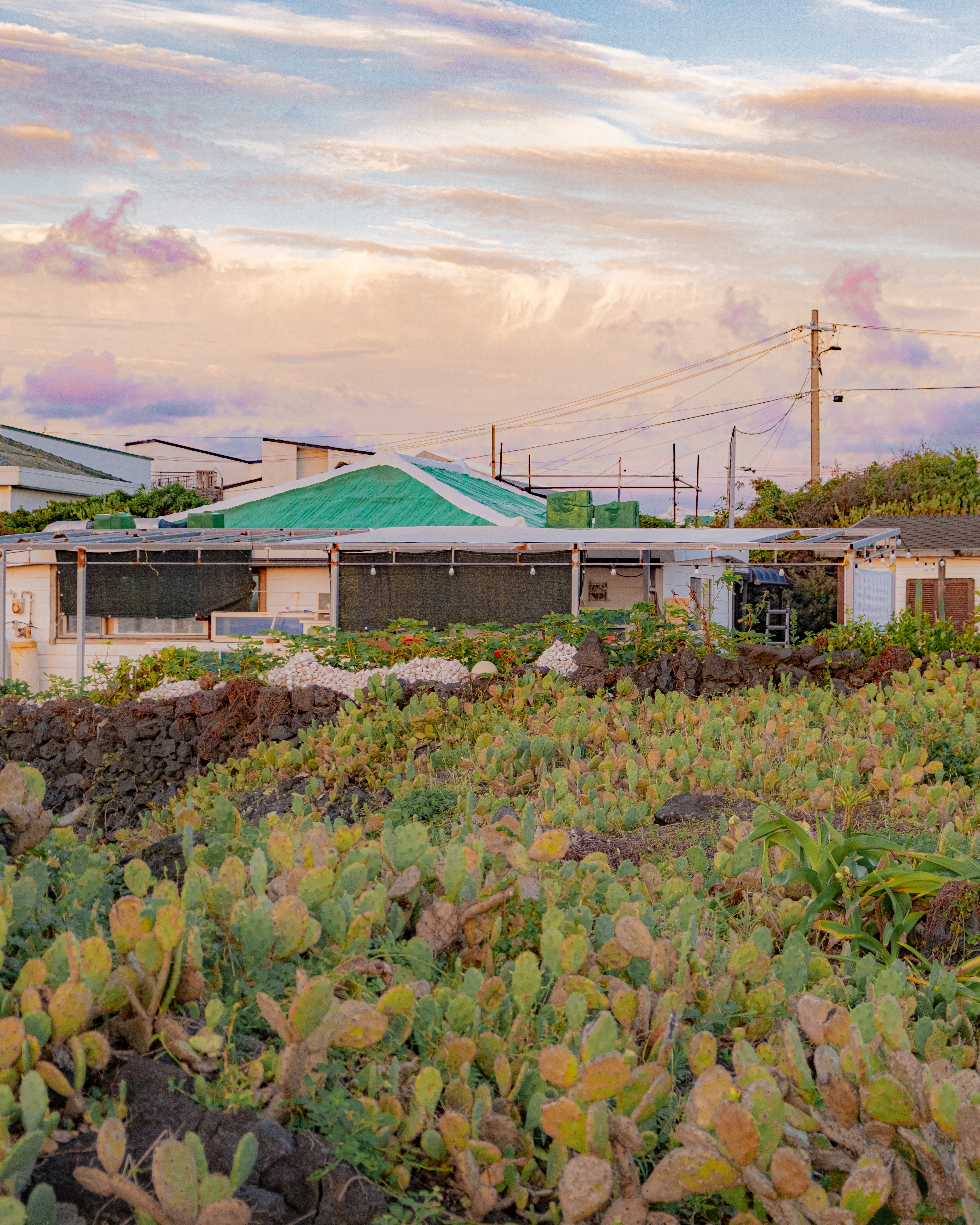 월령리선인장군락 9
