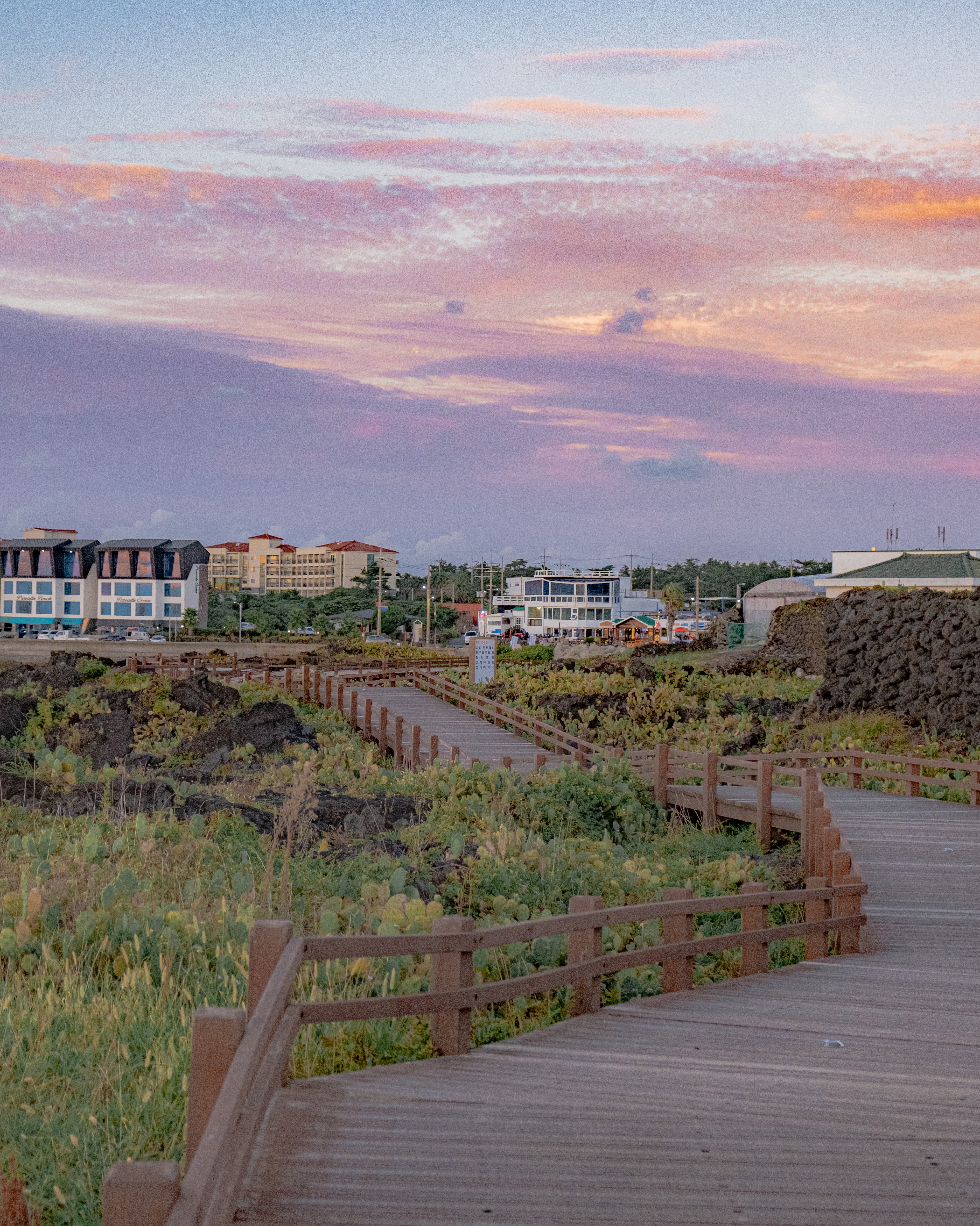 월령리선인장군락 12