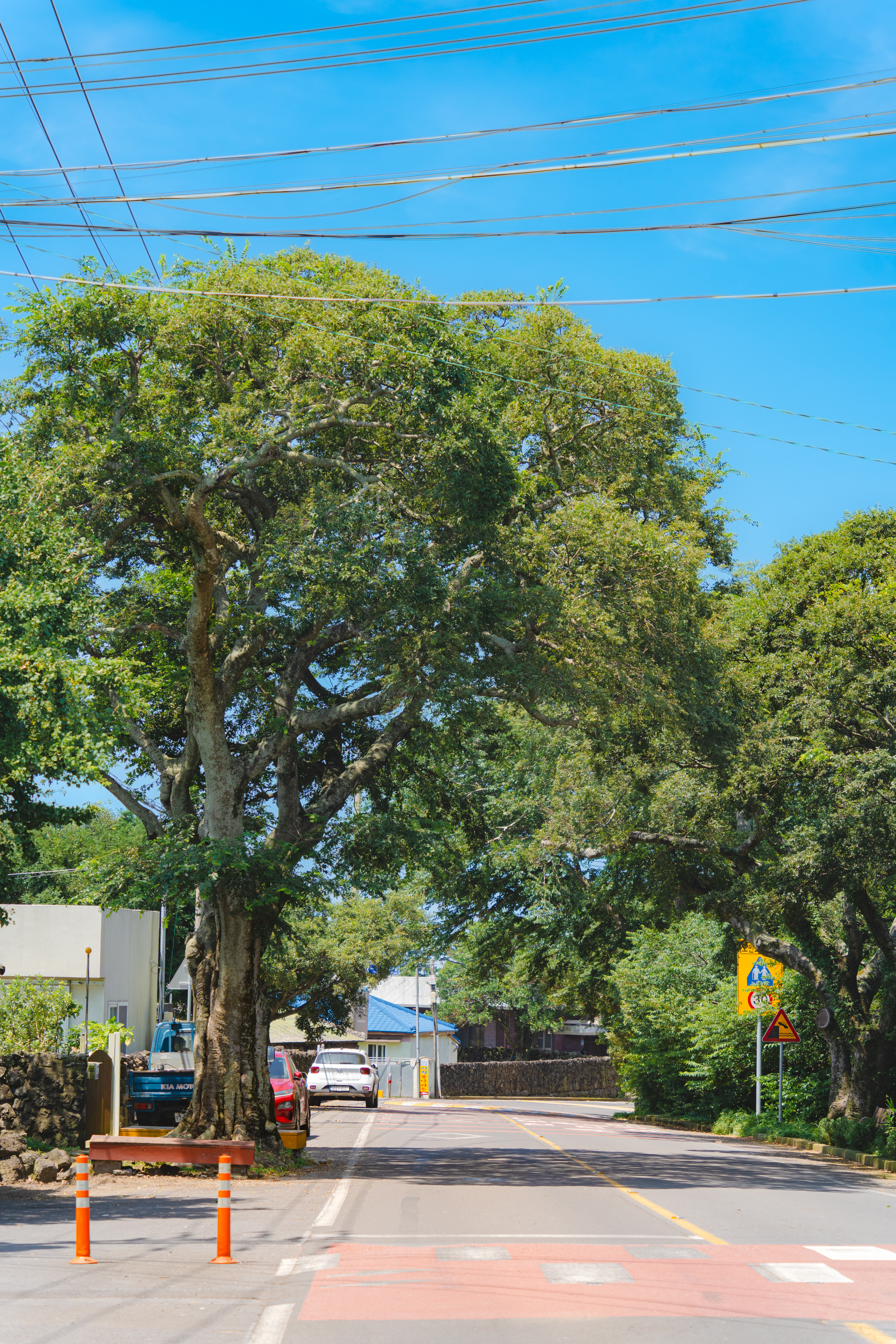 명월팽나무군락 3