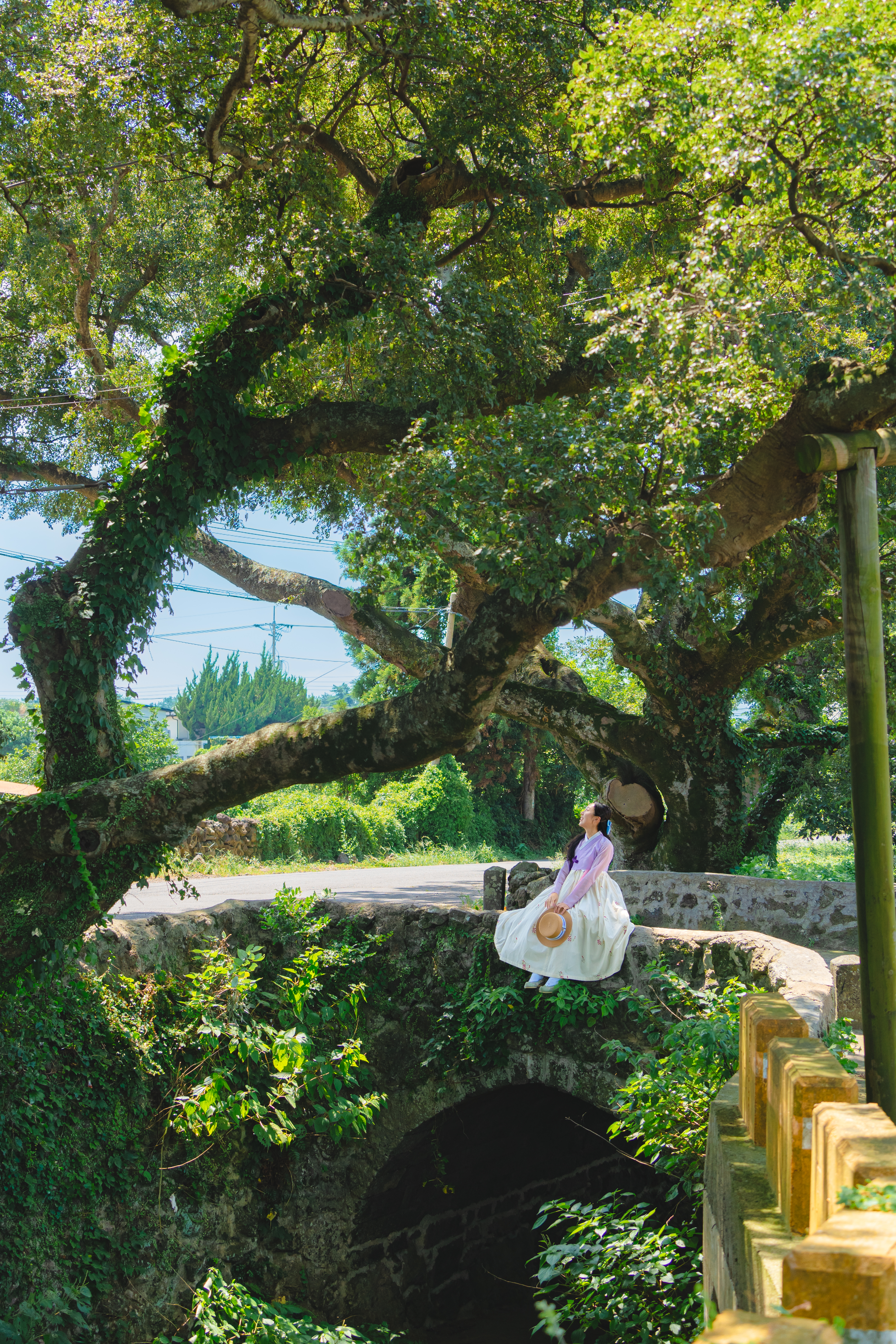 명월팽나무군락 4