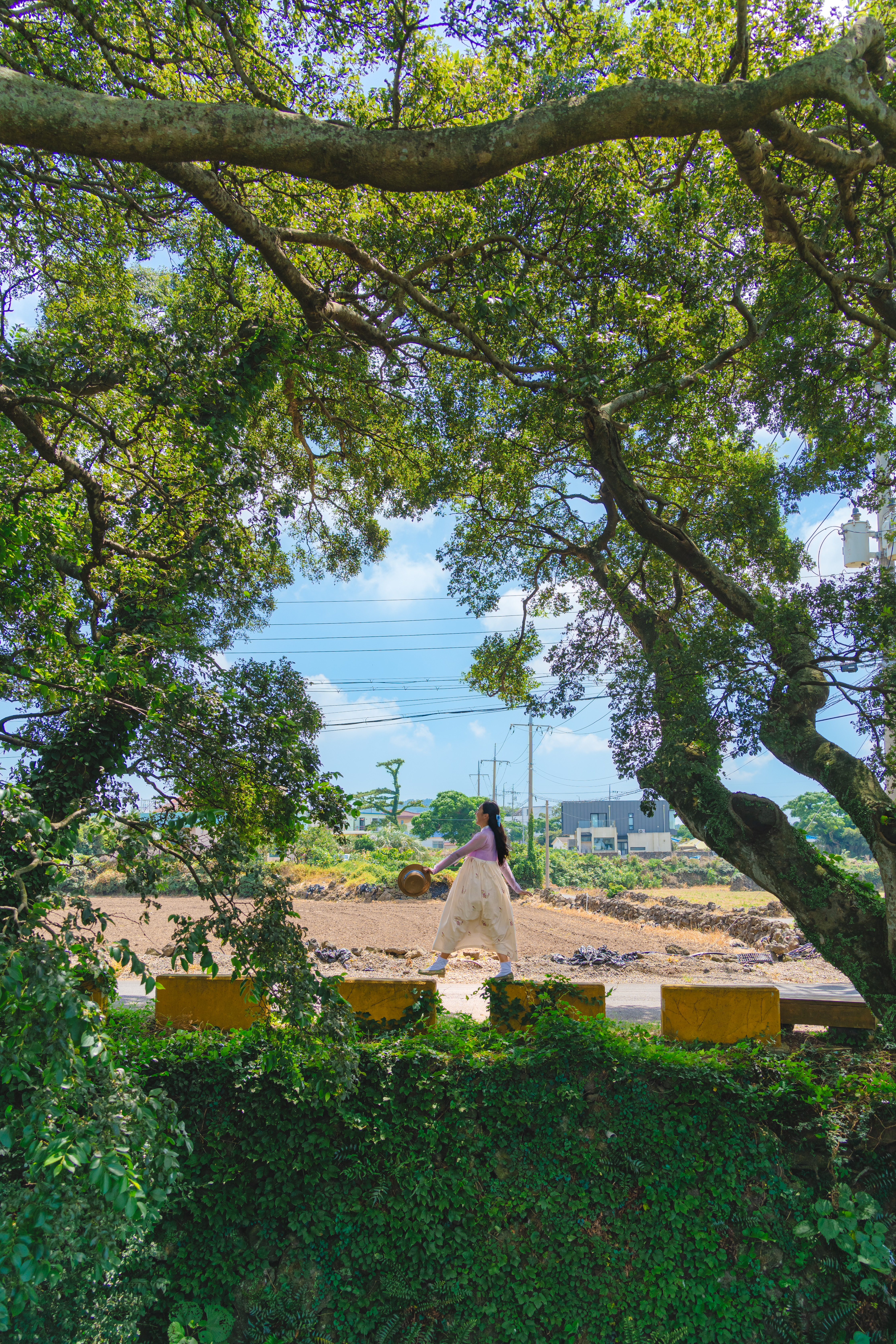 명월팽나무군락 6