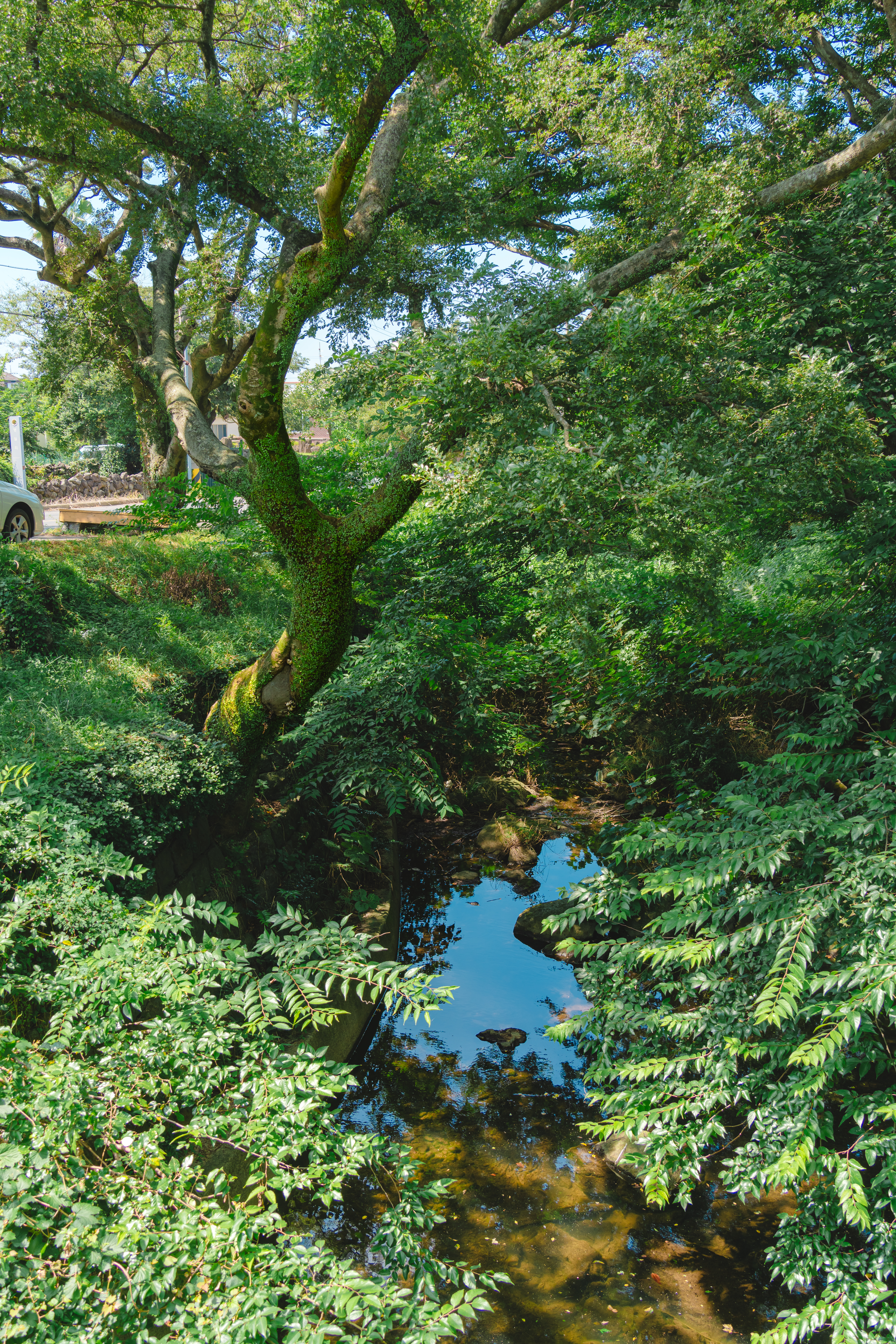 명월팽나무군락 9