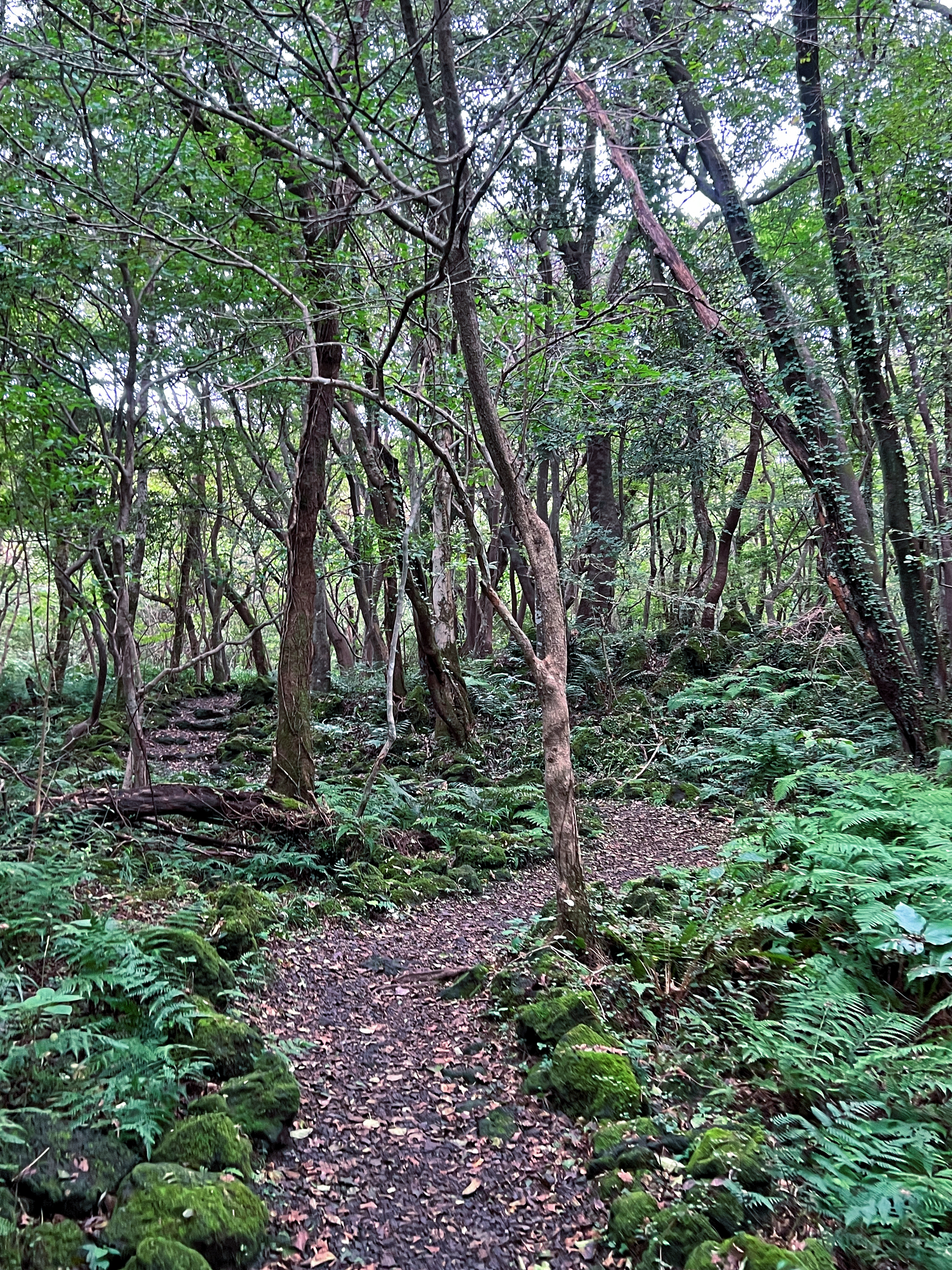교래자연휴양림 2