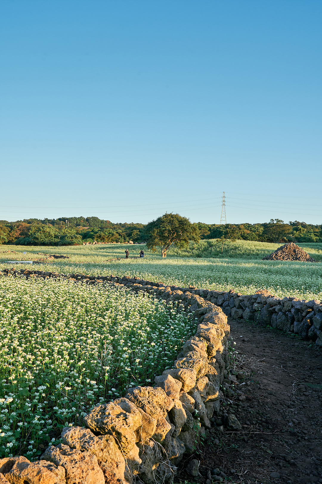 와흘메밀마을 7