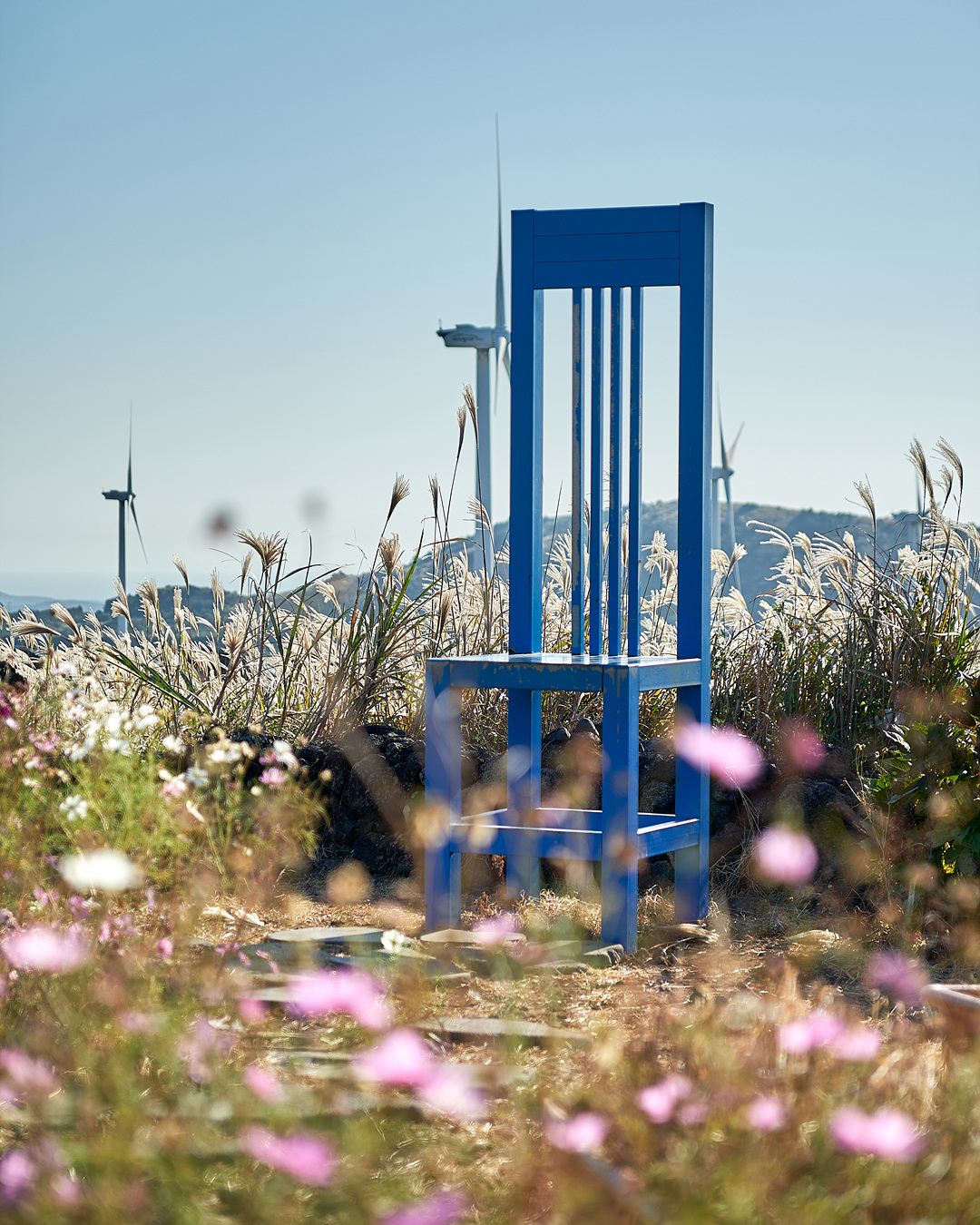 유채꽃프라자 7