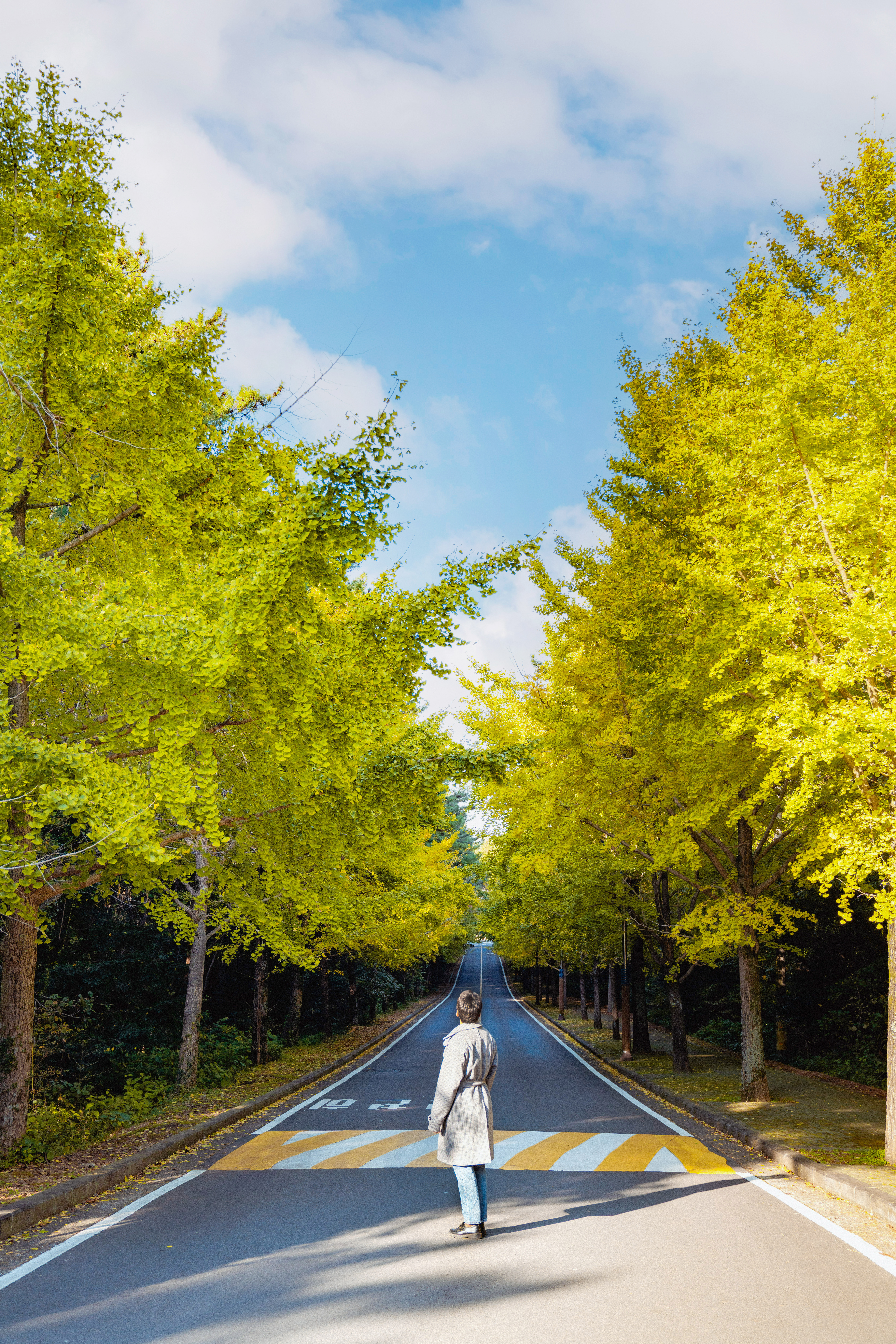 제주대학교은행나무 3