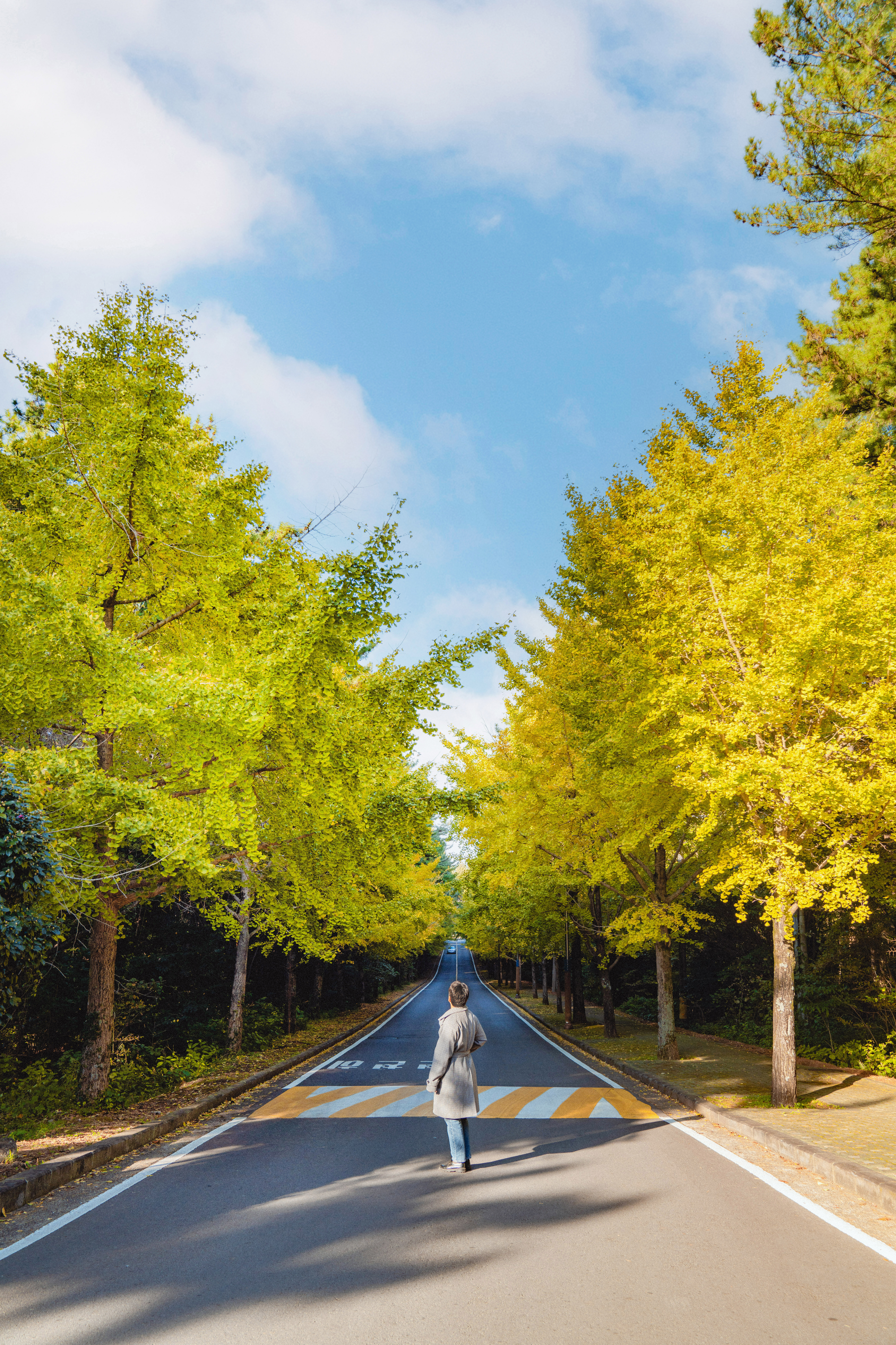 제주대학교은행나무 4