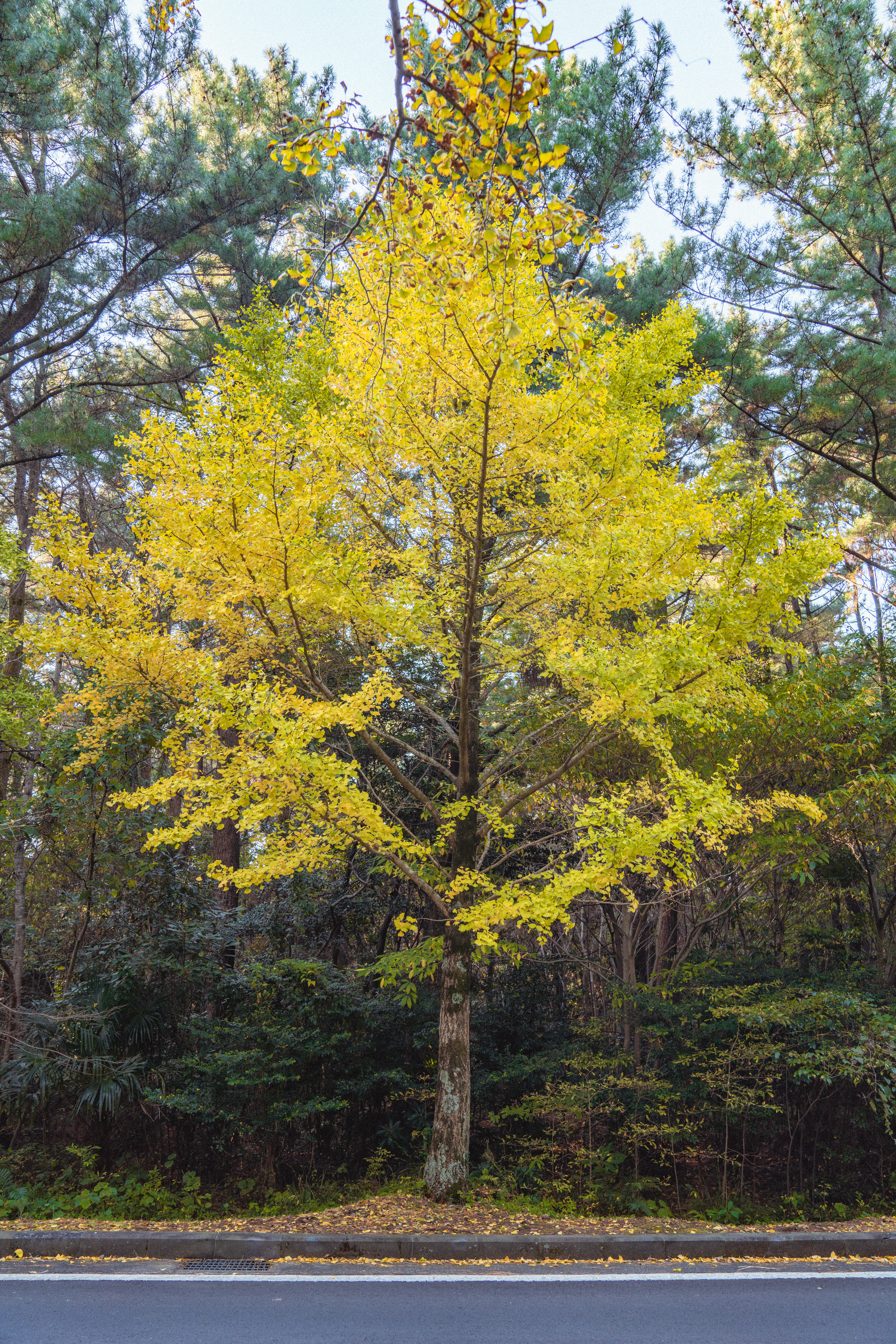 제주대학교은행나무 8
