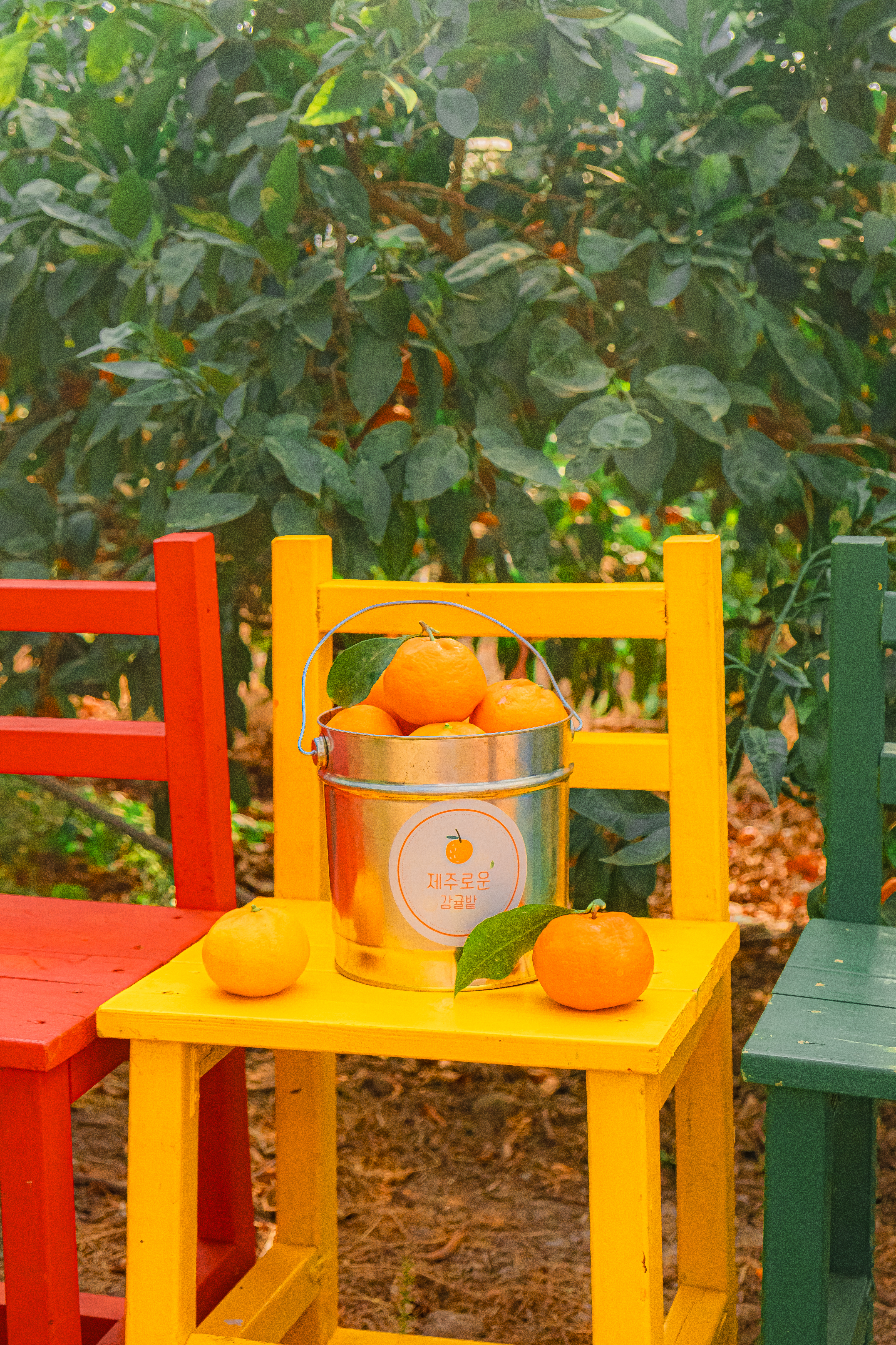 감귤체험 31