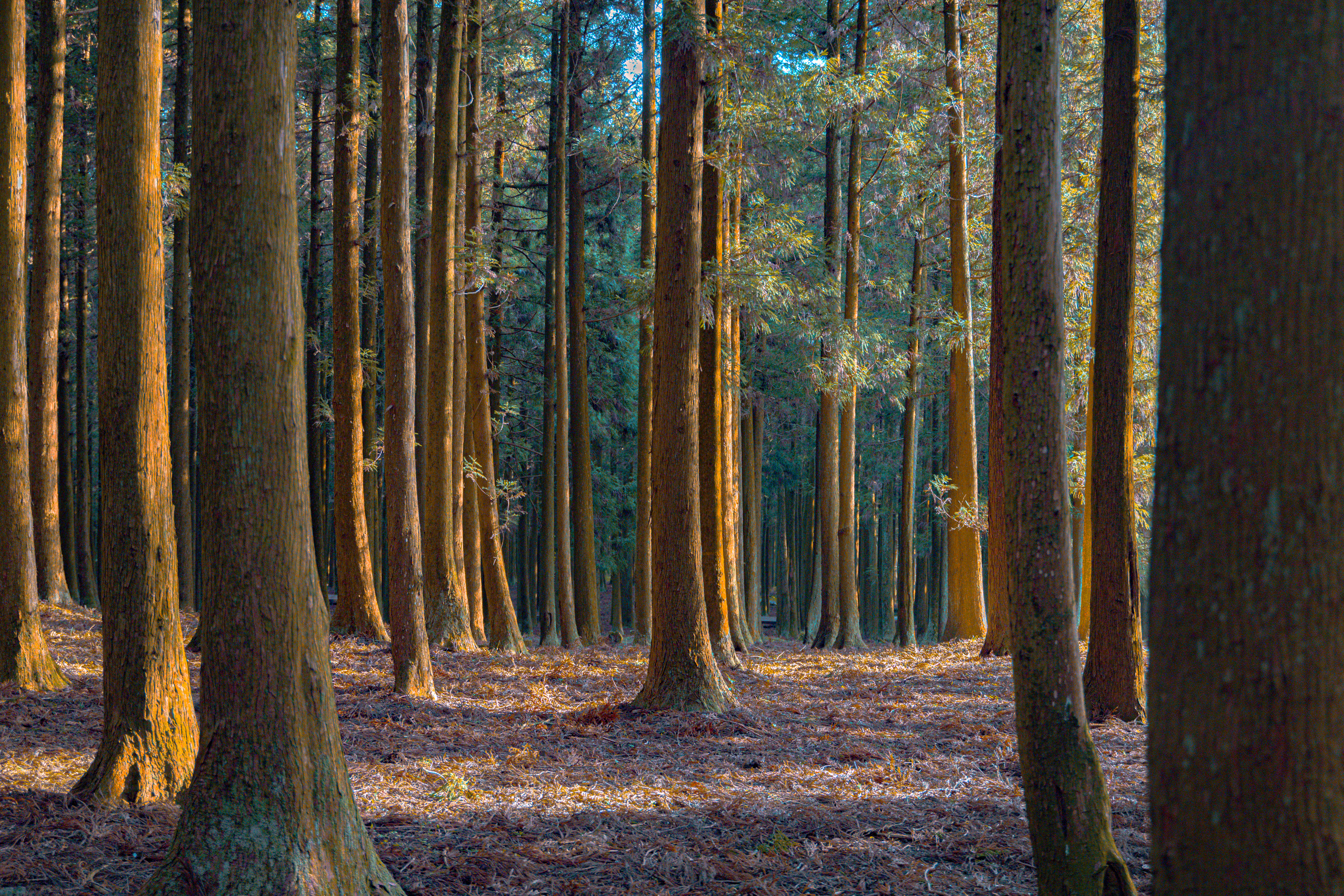 절물자연휴양림 6
