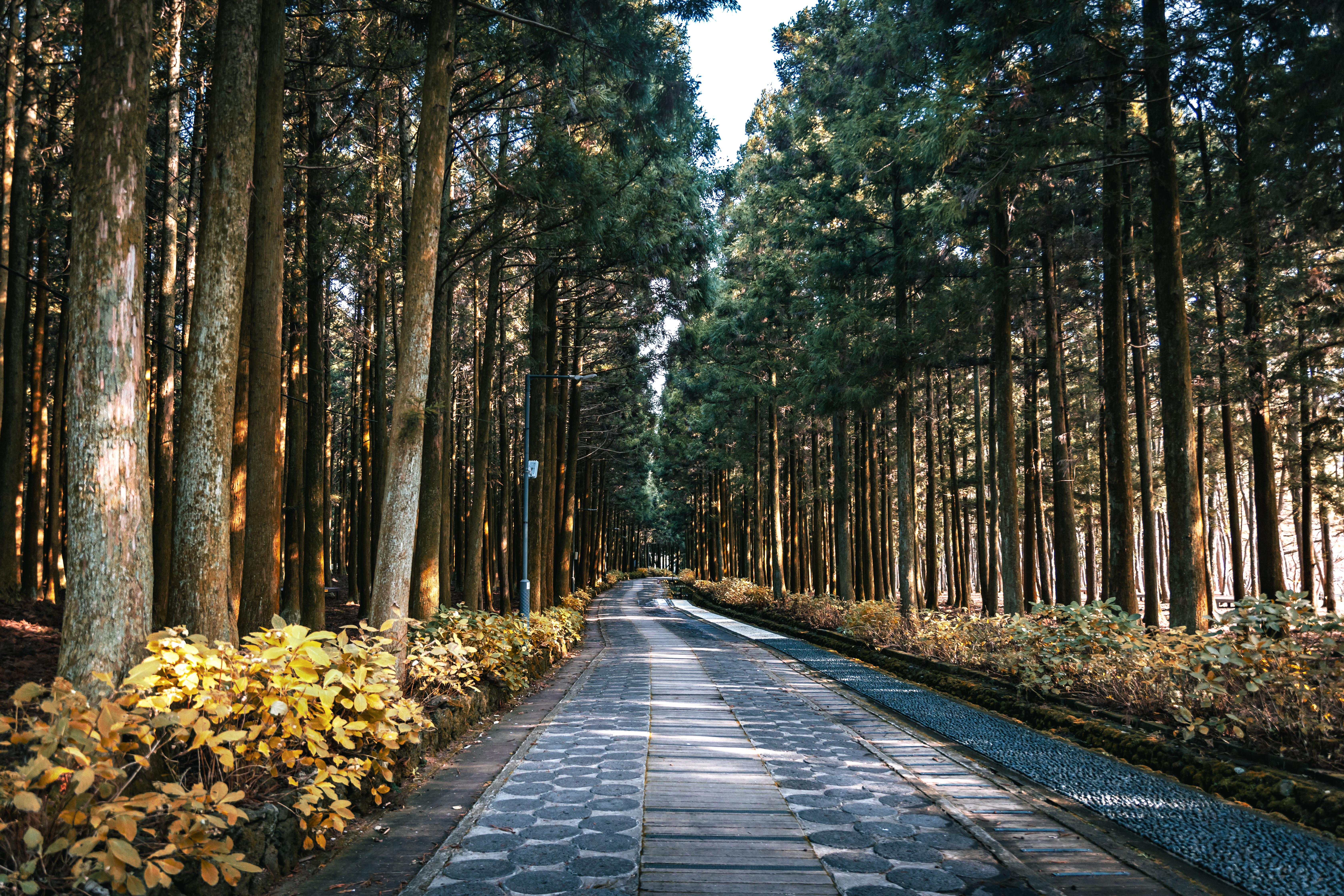 절물자연휴양림 10