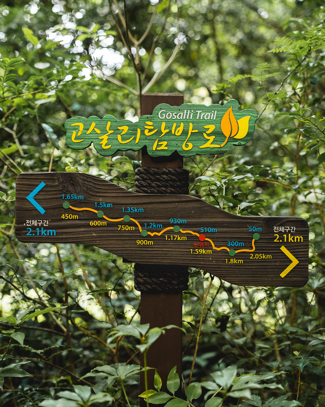 고살리숲길 5