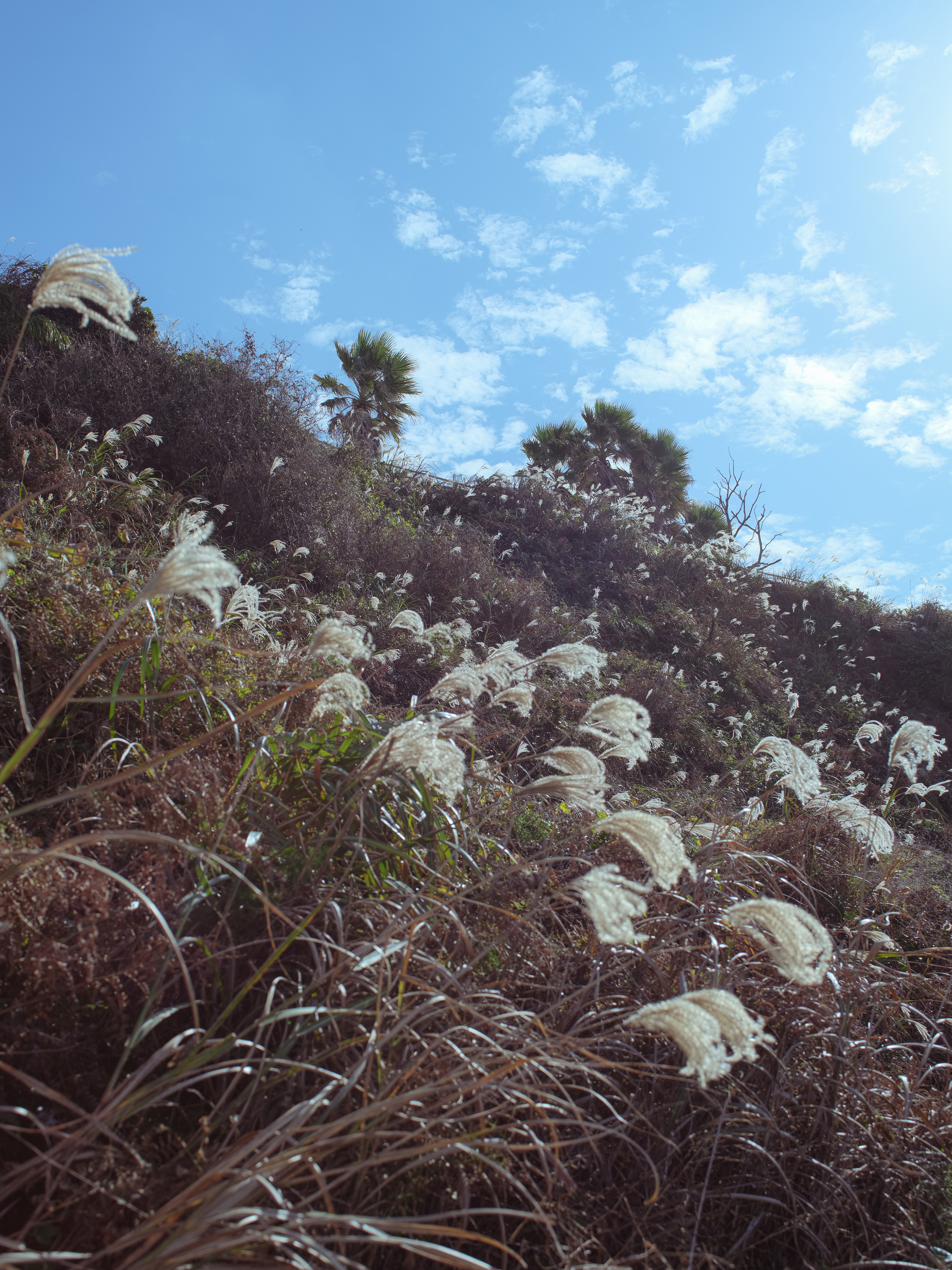 제주한담해안산책로2
