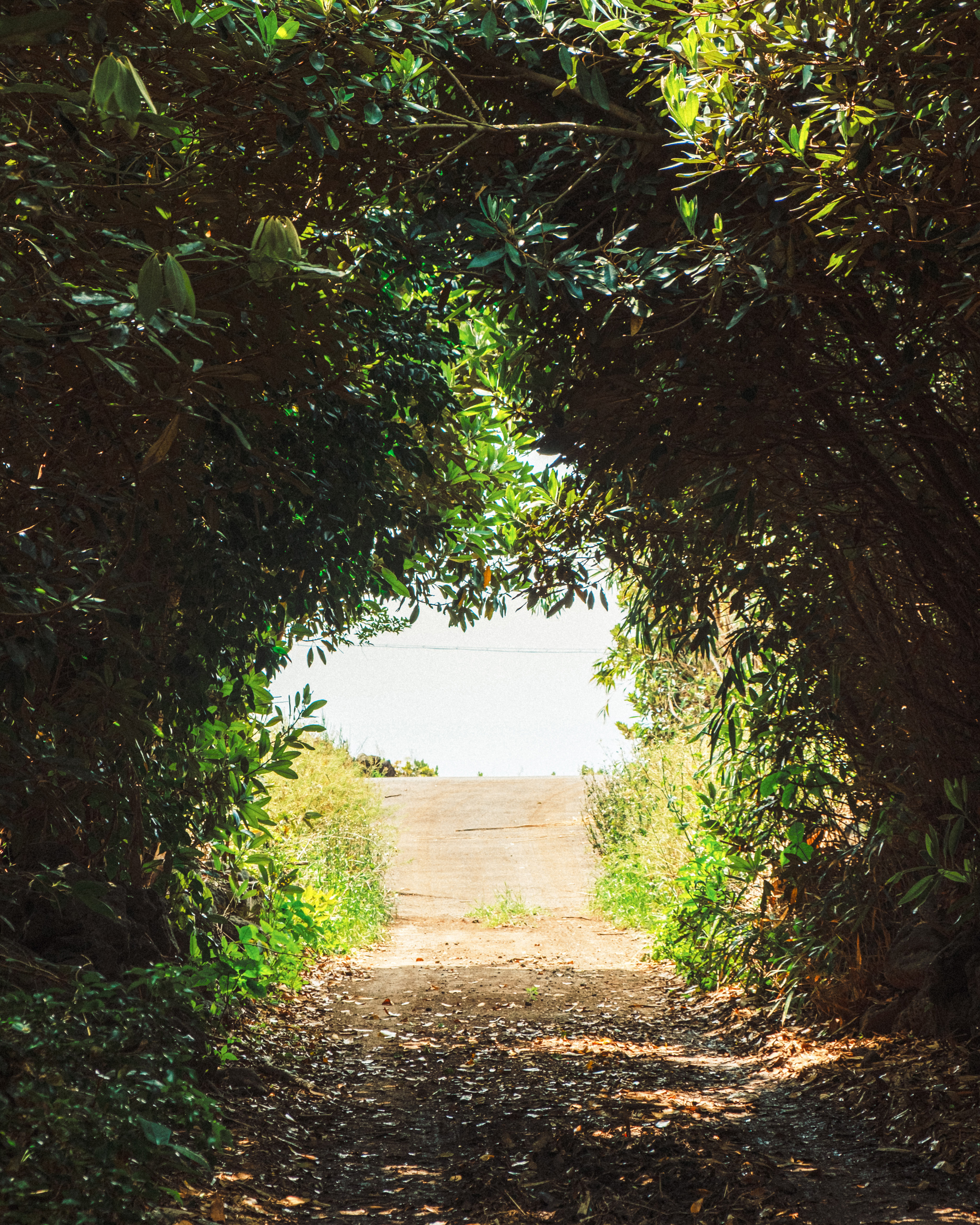 위미리나무터널3