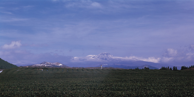 녹차밭과한라산1